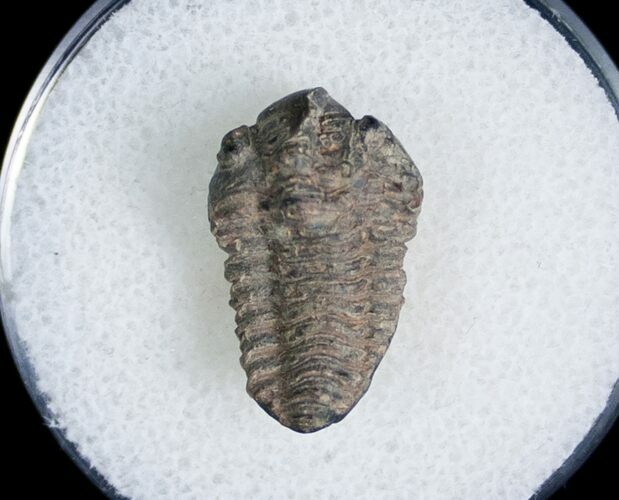 Bargain Phacopid Trilobite From Morocco #7006